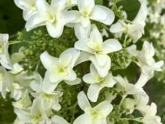 Hydrangea Snowflake detail image