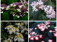 hydrangeas dan hinkley image