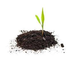 Pile of soil with green sprout growing.