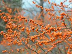 ilex verticillata winter gold image