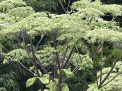 IMG 9080 image
