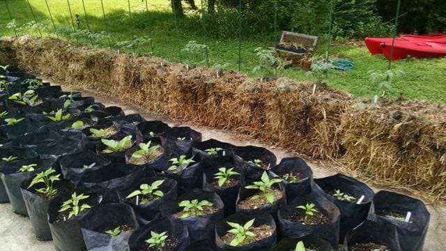 craig lehoullier's straw bale garden
