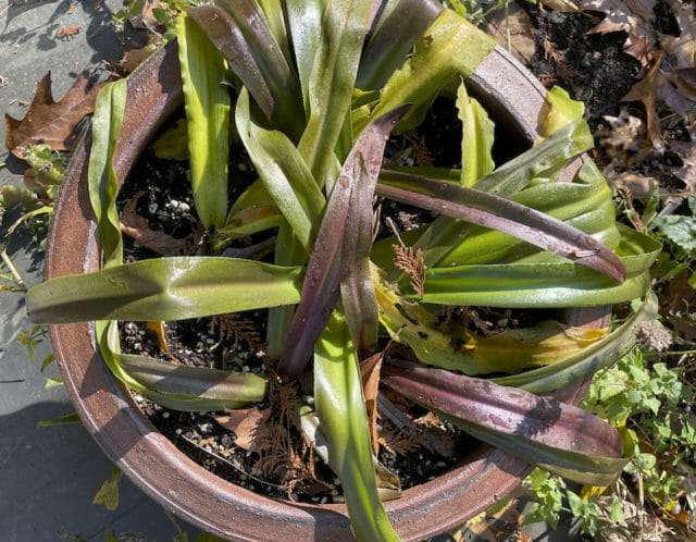 Eucomis