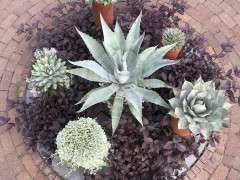 IMG 6102 image