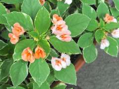Impatiens Fusion Peach Frost image