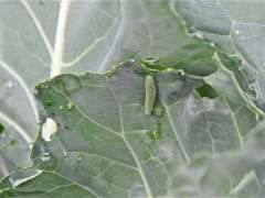 imported cabbageworm caterpillar image