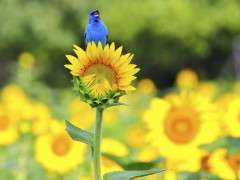 Indigo Bunting by Jordan E. Rutter image