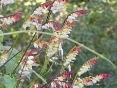 ipomoea lobata detail image