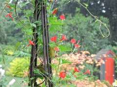 ipomoea multifida cardinal climber image