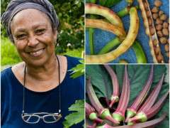 ira wallace red okra crowder peas image