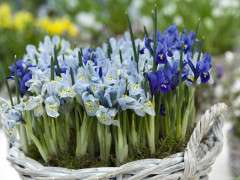 Bulbs in pots Spring 2015   Keukenhof image