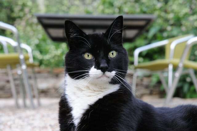 Jack the Demon Cat