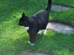 jack edging image