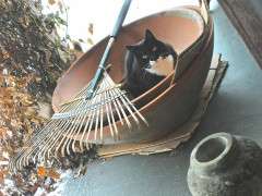 jack in the big pots image