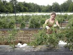 Jamie pruning tomatoes in High Mowing Trials Field image