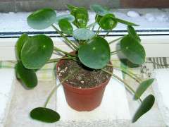 jane perrone pilea peperomioides image
