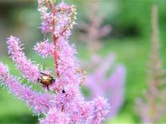 japanese beetle on astilbe image