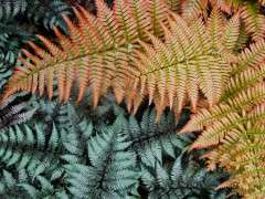 japanese painted and autumn ferns image