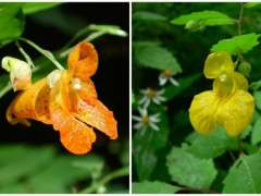jewelweed blooms from wikipedia image