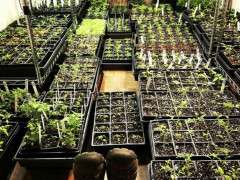 JOE LAMPL SEEDLING ROOM image