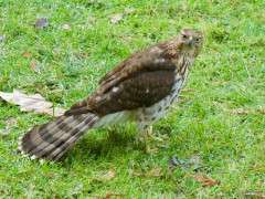 Juvenile Cooper's hawk DSC 0555 (1) image