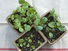 kale seedlings image