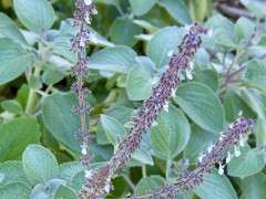 Ken Druse plectranthus image