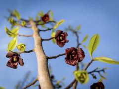 kysuPawpaw image