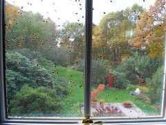 lady beetles image