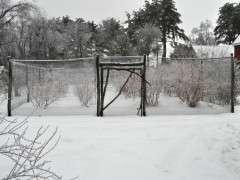 lee reich blueberry gazebo winter image