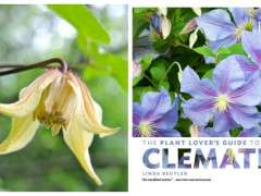 Lemon Bells and Clematis book image