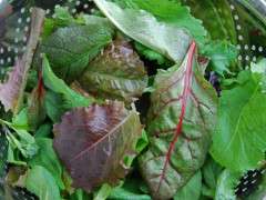 lettuces image