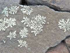 lichen image