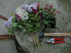 lilac prune and prep image