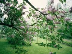 lilacs image