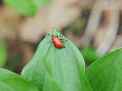 lily leaf beetle 2 image