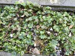 liverwort in garden path image