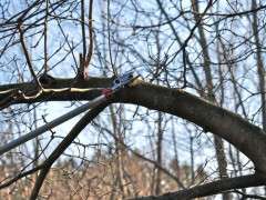 long reach pruner image