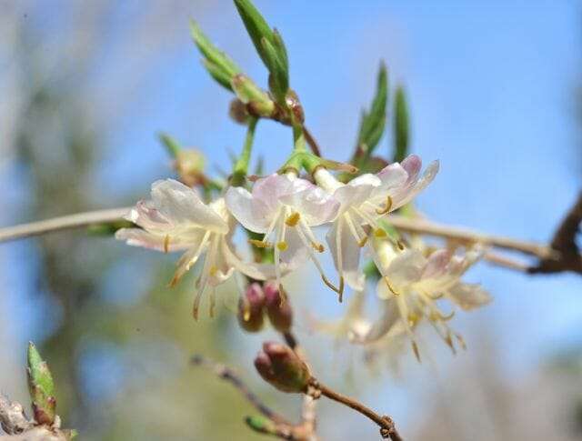 winter honeysuckle, Lonicera fragrantissima