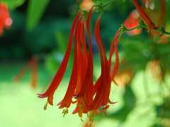 lonicera sempervirens detail image