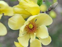 magnolia butterflies image