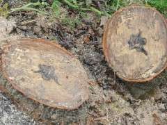 magnolia tree stump with dark tissue image