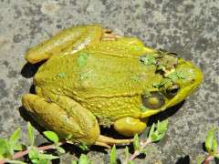 male green frog in mating color image