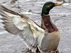 mallard c Kevin McGowan image
