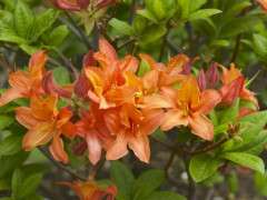 mandarin lights azalea image