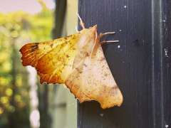 maple spanworm moth adult 2 image