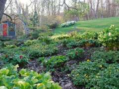 mature underplanting image