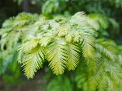 metasequoia gold rush image