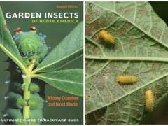 Mexican bean beetle larvae Whitney Cranshaw image