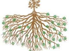Miracle of Mycorrhizae2 300x284 1 image